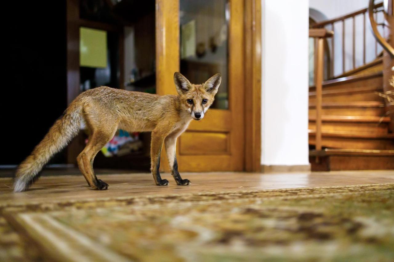 Zseri Vadaszhaz Fehérvárcsurgó Buitenkant foto